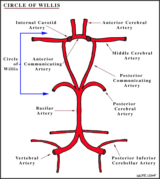 Развитие виллизиева круга в виде отсутствия кровотока. Строение Виллизиева круга анатомия. Сосуды Виллизиева круга анатомия кт. Схема Виллизиева круга анатомия. Схема сосудов Виллизиева круга.